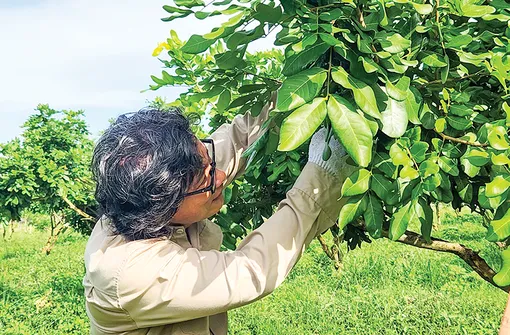 Cờ Đỏ: Củng cố, nhân rộng các mô hình kinh tế tập thể