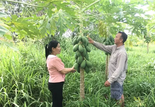 Vốn vay tín dụng chính sách đảm bảo an sinh xã hội