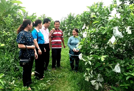 Ngọt thơm vị ổi ruột hồng