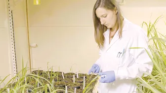 Biến mía thành “siêu cây trồng” bằng công nghệ chỉnh sửa gien