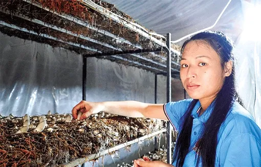 Mô hình trồng nấm rơm trong nhà hiệu quả bất ngờ