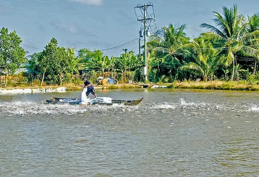 Diện tích nuôi thủy sản tăng 20% so với cùng kỳ