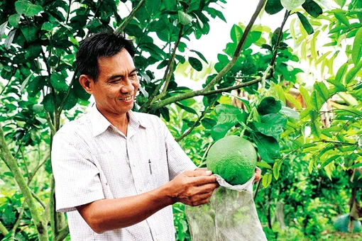 Làm giàu từ cây bưởi da xanh