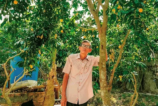 Sống khỏe nhờ trồng thanh trà ngọt ra trái nghịch vụ