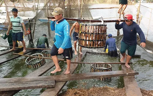 Sản lượng thủy sản tăng 2,7% so cùng kỳ