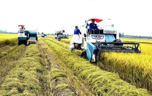 Hoàn thiện dự thảo Nghị định quy định về đất trồng lúa