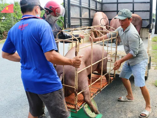 Dạo quanh thị trường