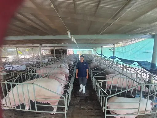 Phòng chống dịch bệnh cho đàn gia súc, gia cầm trong mùa mưa bão