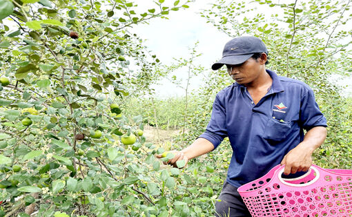 រក​បាន​ប្រាក់​ចំ​ណូល​លំ​នឹង​ផ្ដើម​ពី​ដំ​ណាំ​ពុទ្រា