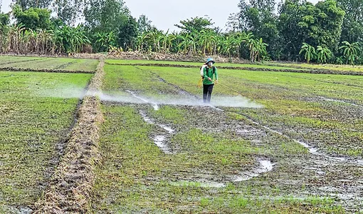 Thúc đẩy sử dụng thuốc bảo vệ thực vật an toàn và hiệu quả
