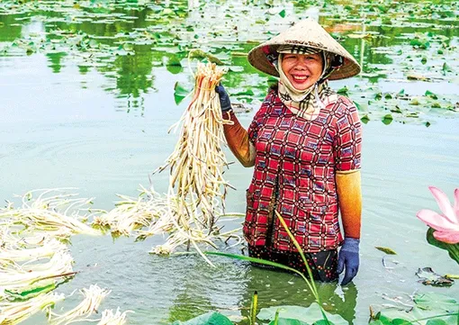 Trồng sen lấy ngó cho thu nhập quanh năm