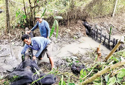 Bảo vệ vườn cây ăn trái trong mùa mưa lũ