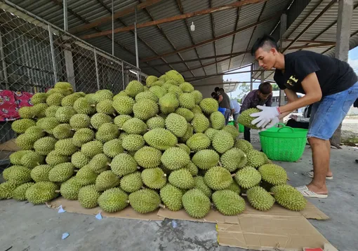 Cập nhật thông tin, quy định của thị trường và cơ hội đẩy mạnh xuất khẩu từ các hiệp định EVFTA và RCEP