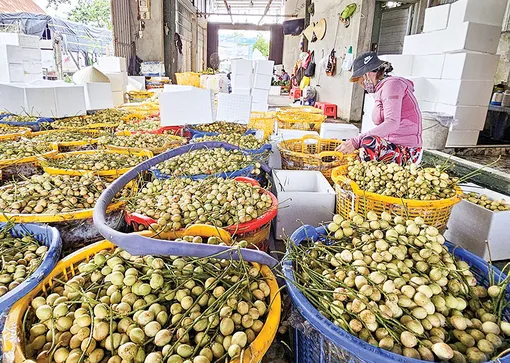 Để phát triển vườn cây ăn trái bền vững