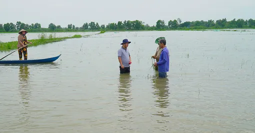 Thiệt hại hàng trăm héc-ta lúa do ngập úng