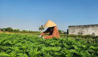 Sản xuất nông nghiệp theo hướng hàng hóa, chuyên canh, quy mô lớn Sản xuất nông nghiệp theo hướng hàng hóa, chuyên canh, quy mô lớn