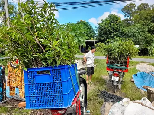 Khởi nghiệp từ mô hình trồng Sapoche hữu cơ