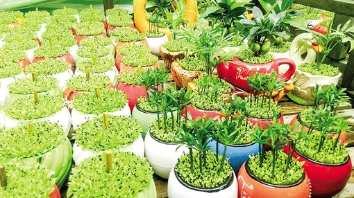 Trồng cỏ may mắn, người phụ nữ kiếm hơn chục triệu mỗi tháng