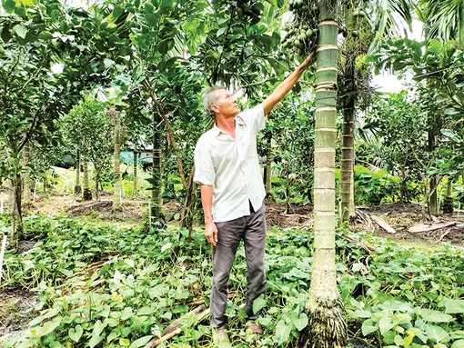 Trồng cau cho thu nhập trăm triệu mỗi năm