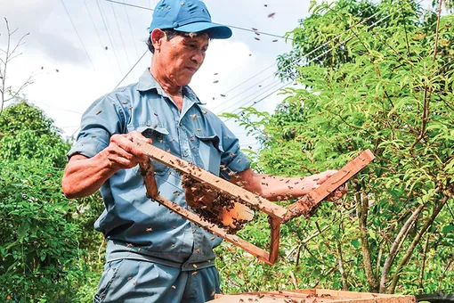 Hơn 40 năm đi xây tổ cho ong