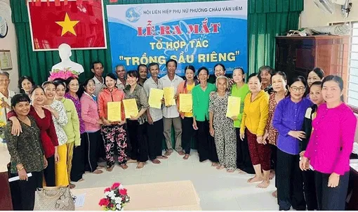 Ra mắt Tổ hợp tác trồng sầu riêng