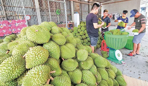 Triển vọng phát triển xuất khẩu vào thị trường các nước tham gia RCEP