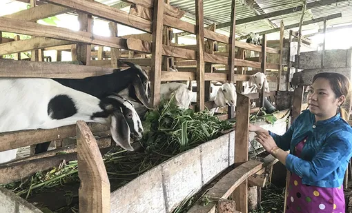 Chăn nuôi phát triển kinh tế gia đình