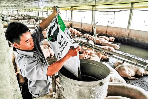 Giải pháp an toàn, phòng chống bệnh dịch tả heo châu Phi