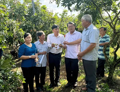 Mô hình trồng thanh nhãn theo hướng hữu cơ cho năng suất và chất lượng sản phẩm tốt