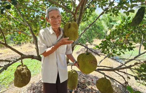 Lão nông làm giàu từ mít không hạt