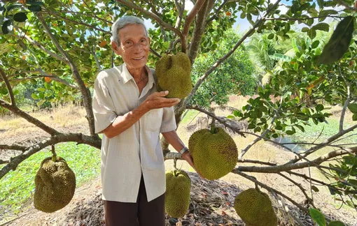 Lão nông làm giàu từ mít không hạt