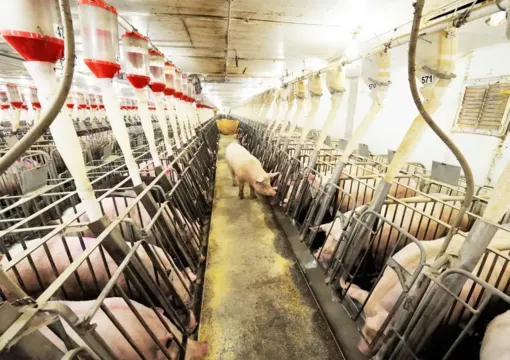 Nguy cơ khủng hoảng sức khỏe từ thịt động vật