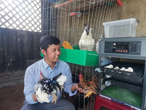 Trại gà độc lạ ở thành phố Rạch Giá