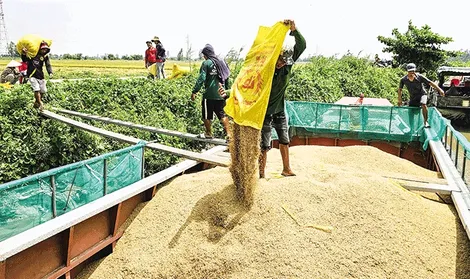 Giá lúa tăng, nông dân phấn khởi