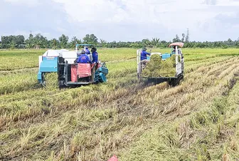 Tiếp tục nhân rộng mô hình thí điểm thực hiện Đề án phát triển bền vững 1 triệu héc-ta lúa chất lượng cao, phát thải thấp tại ĐBSCL