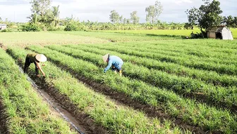 Trồng hẹ - “cần câu cơm” của hộ nghèo ở Đại Tâm