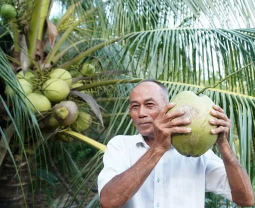 Mô hình làm giàu từ cây dừa sáp