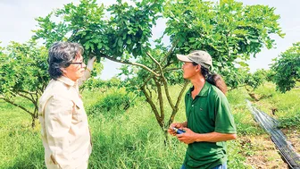 Quan tâm công tác cấp, giám sát định kỳ đối với mã số vùng trồng, cơ sở đóng gói