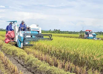 Mô hình sản xuất lúa chất lượng cao, phát thải thấp khẳng định hiệu quả