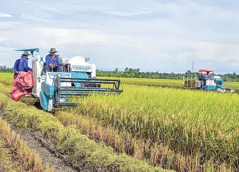 Mô hình sản xuất lúa chất lượng cao, phát thải thấp khẳng định hiệu quả