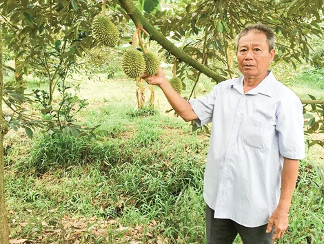 Trồng sầu riêng chuyên canh thu tiền tỉ