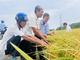 Áp dụng giải pháp canh tác nâng cao chất lượng lúa gạo gắn với giảm phát thải khí nhà kính ở ĐBSCL