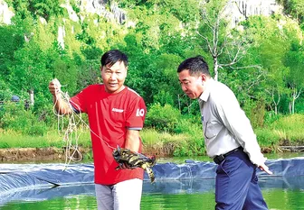 Nuôi cá mú dưới tán rừng phòng hộ