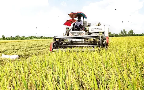 Hỗ trợ sản xuất đảm bảo an toàn chất lượng xuất khẩu gạo ÐBSCL