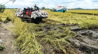 Chủ động bảo vệ lúa để thu hoạch an toàn