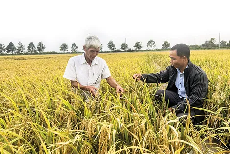 Tăng cường nghiên cứu, ứng dụng kỹ thuật canh tác lúa bền vững