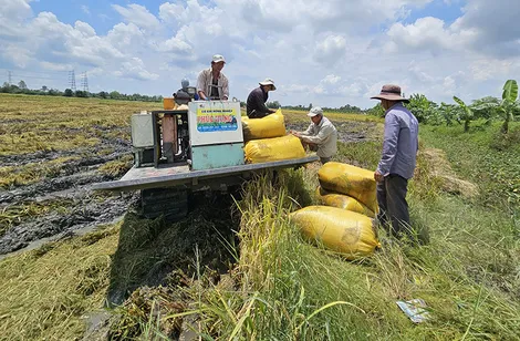 Mưa lũ diễn biến phức tạp, nông dân nỗ lực ứng phó