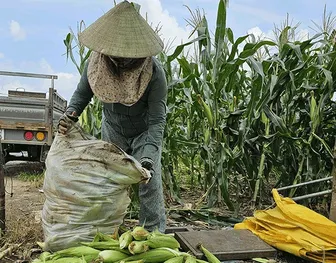 Thúc đẩy phát triển và ứng dụng công nghệ sinh học trong nông nghiệp