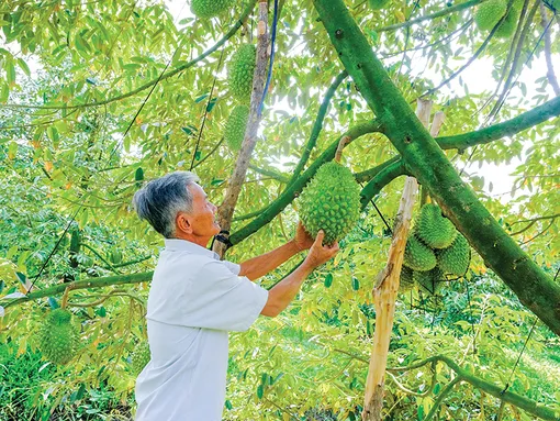 Sản lượng cây ăn trái 9 tháng qua đạt hơn 192.600 tấn
