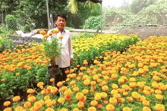 Làm giàu với mô hình trồng hoa chuyên canh